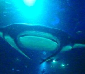 Manta Ray Night Snorkel