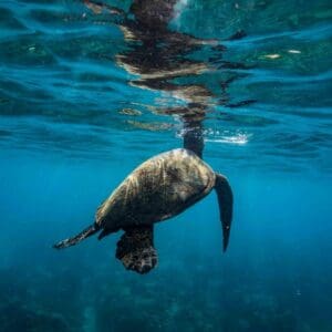 Sea Turtle Conservationist Snorkeling Excursion
