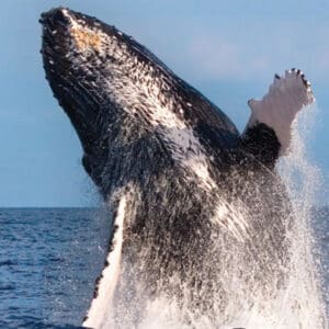 Waikoloa Whale Watch