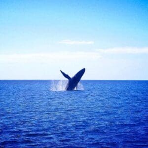 Waikiki Whale Watching Experience