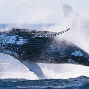 Whale Watching & Late Breakfast Cruise