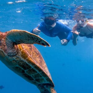 Sea Turtle Snorkel Adventure