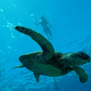 Waikiki Turtle Canyon Snorkel