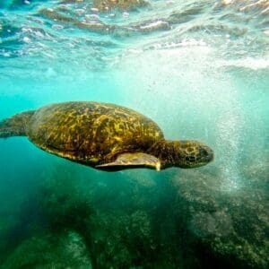 Semi Private Snorkel with Turtles and Videos