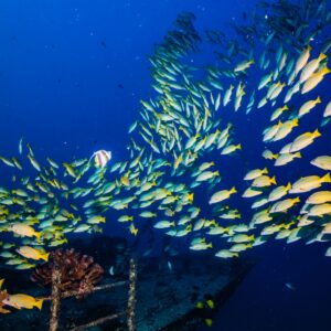 Extremely Fun 2 Tank Coral Reef Boat Dive - Certified and Beginners Welcome