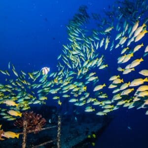Extremely Fun 2 Tank Coral Reef Boat Dive - Certified and Beginners Welcome