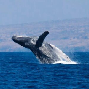 ULTIMATE #1 BIG ISLAND Whale Watch