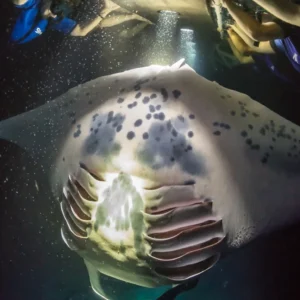 Manta Ray Night Snorkel in Keauhou - Kona