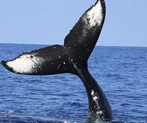 Whale Watching Tour Seasonal