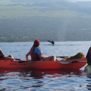 The ULTIMATE MAUI WHALE WATCH