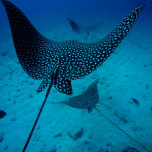 Coastal Wildlife Adventure + Reef Snorkel