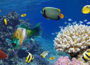 MORNING SAILING & SNORKELING TOUR