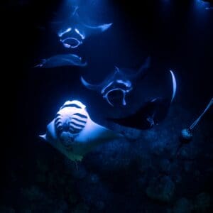 Sunset Manta Ray Snorkel