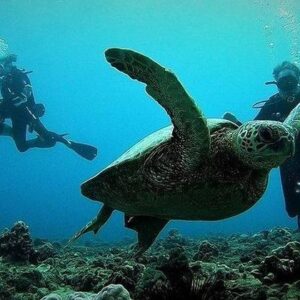 Beginner Discovery Scuba Diving - Basic Shore Dive