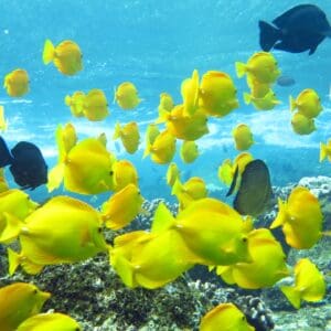 Kealakekua Bay Snorkel (Captain Cook) and private reef/cave snorkel