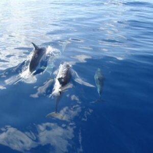 Ash Scatterings at Sea (Kailua-Kona Pier Departure)