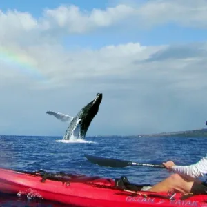 Kayakers paddling through Hawaiian Islands National Humpback Whale Sanctuary