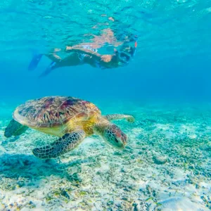 Snorkel alongside sea turtles in clear Waikiki waters