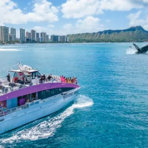 Whale watching tour in Waikiki waters