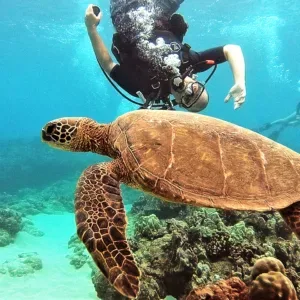 Beginner scuba diving certification with PADI Open Water