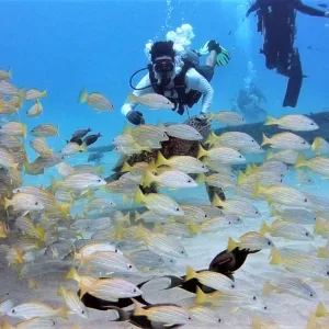 Scuba diver descending underwater during one tank dive session