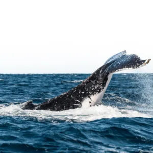 Signature expedition watching whales in their natural habitat