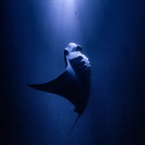 Nighttime manta ray experience with diving or snorkeling options