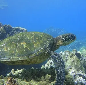 Snorkelers exploring vibrant coral reefs on deluxe tour