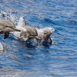 Luxury sailboat tour with dolphin snorkeling in Kona waters