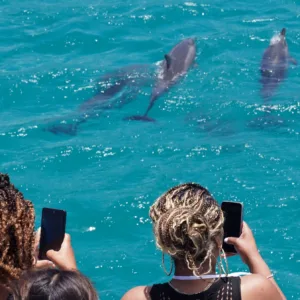 Snorkelers observing dolphins near tropical shore