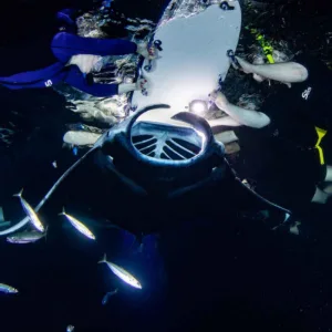 Diver swimming with manta rays during night snorkeling tour