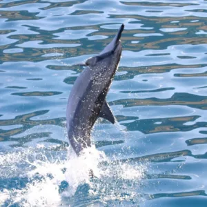 Snorkeling tour to swim alongside dolphins in Oahu