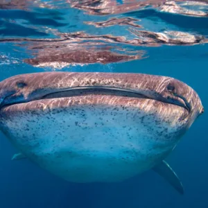 Scuba diving expedition along South Kona coastline