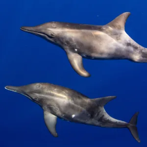 Ocean safari boat cruising through calm blue waters