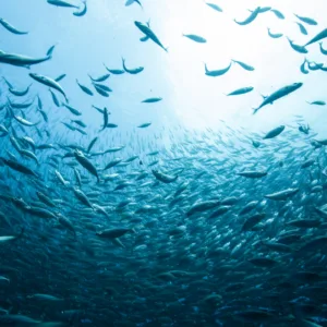 Private boat charter for snorkeling along Kona coast