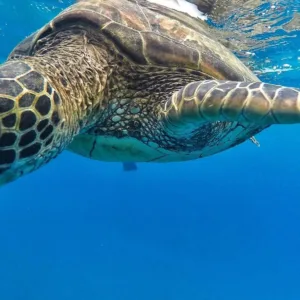 Snorkelers exploring coral reefs on an express tour