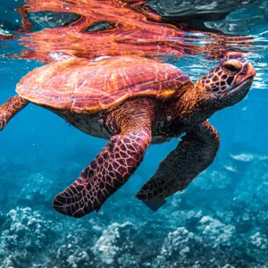 Afternoon snorkeling tour exploring Maui’s marine life