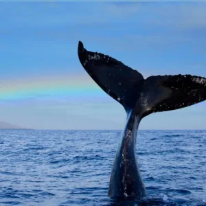 Exclusive tour to watch whales in Oahu waters