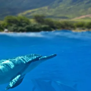 Exploring vibrant underwater life during Oahu scuba dive