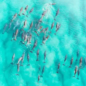 Whale and dolphin watching on a speed boat adventure