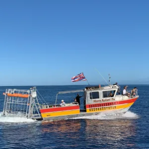 Diver swimming near sharks in clear water
