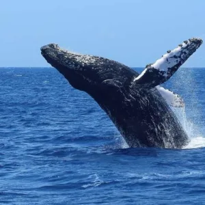 Whale watching boat with passengers spotting whales