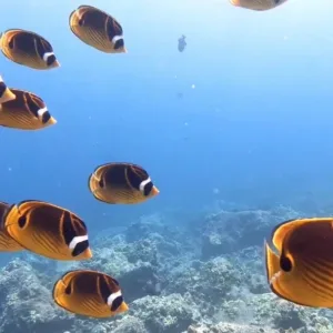Scuba diver exploring vibrant coral reefs underwater