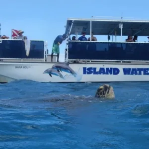 Snorkeling with turtles in Maunalua Bay’s clear waters