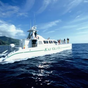 Snorkelers swimming with dolphins in clear tropical waters
