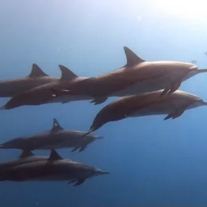 Diver reviewing skills during private refresher session