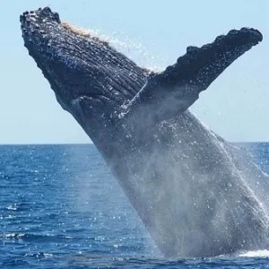 Tourists observing whales breaching near the shore