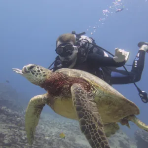 Two tank dive exploring shallow reef ecosystems
