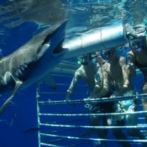 Diver inside shark cage off Oahu coast