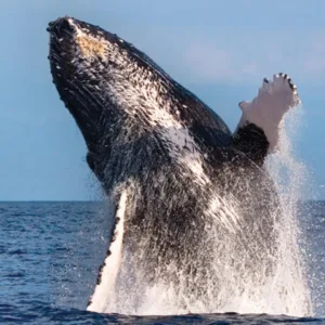 Whale breaching near luxury sailboat on clear ocean